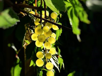raisins pour vin bio des corbieres