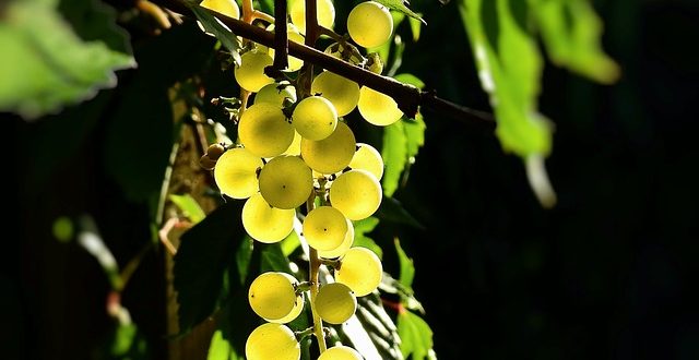 raisins pour vin bio des corbieres